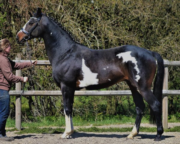 horse Brave Tribute xx (Thoroughbred, 2007, from I Was Framed xx)