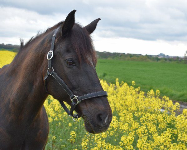 Dressurpferd Valentino (Kleines deutsches Reitpferd, 2001, von Valido's Boy)