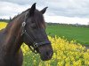 dressage horse Valentino (Little German Riding Horse, 2001, from Valido's Boy)