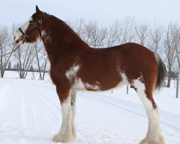 broodmare Willow Way Nutmeg (Clydesdale, 2013, from Willow Way Ideal)