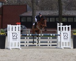 Springpferd Big in Berlin GS (Deutsches Sportpferd, 2017, von Big Star)