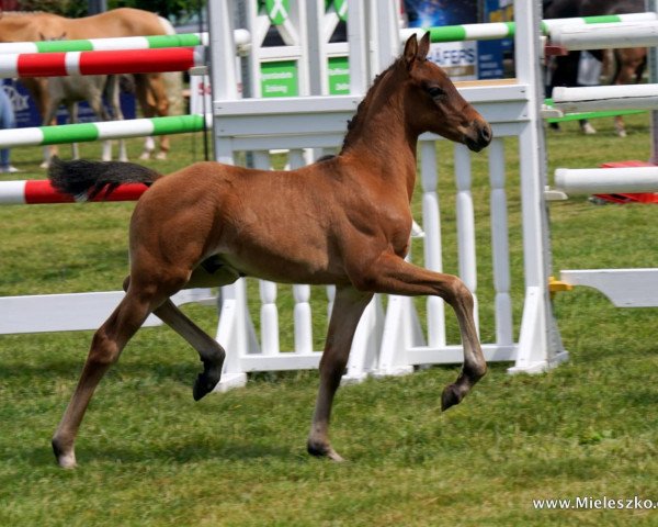 Dressurpferd A new Story (Deutsches Reitpony, 2023, von A new Star)