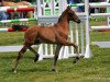 Dressurpferd A new Story (Deutsches Reitpony, 2023, von A new Star)