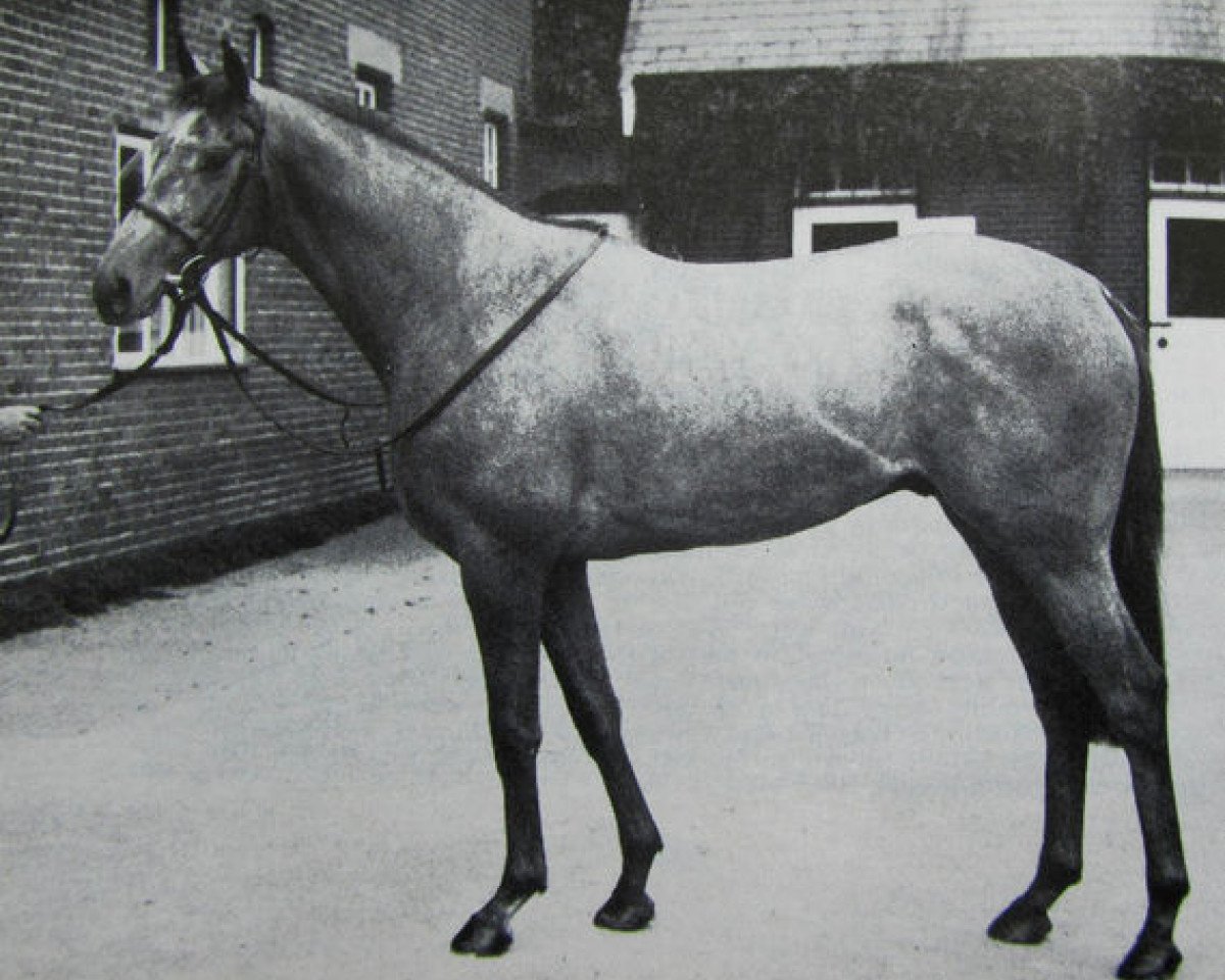 Pferd Count Pahlen xx (Englisches Vollblut, 1979, von Hotfoot xx)