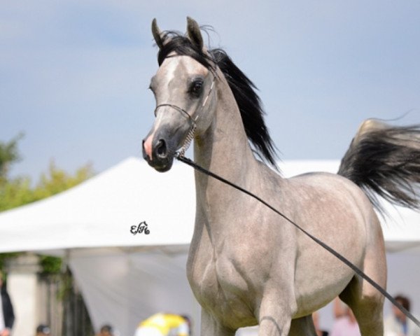 horse El Shanti (Arabian thoroughbred, 2008, from Kahil Al Shaqab ox)