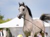 horse El Shanti (Arabian thoroughbred, 2008, from Kahil Al Shaqab ox)