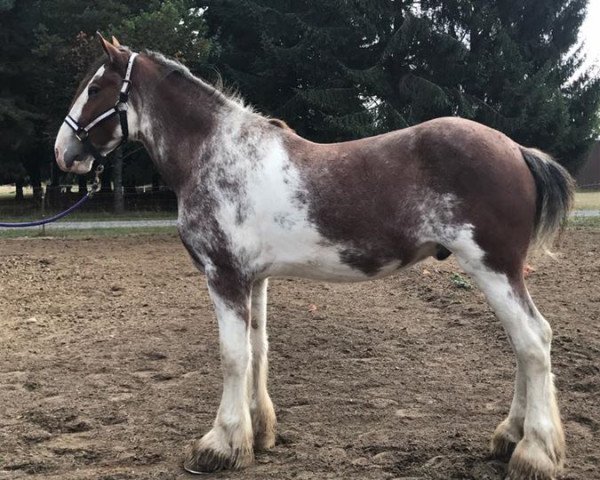 Pferd Willow Way Oakley (Clydesdale, 2014, von Deighton Zoom)