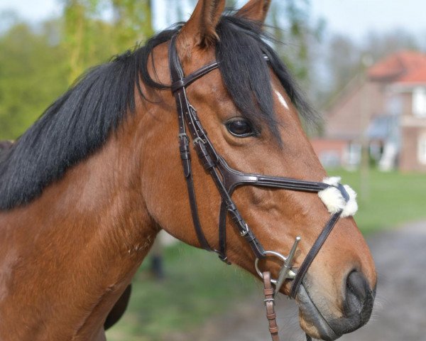 broodmare Königin Callme xx (Thoroughbred, 2013, from Call me Big xx)