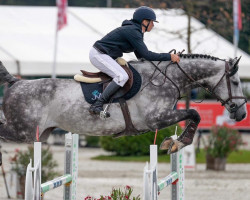 Springpferd Coldplay van het Rupelhof Z (Zangersheide Reitpferd, 2014, von Colbert GTI)