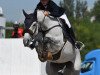 jumper Kriskras (Belgian Warmblood, 2010, from Ugano Sitte)