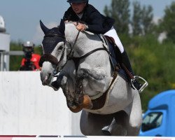 Springpferd Kriskras (Belgisches Warmblut, 2010, von Ugano Sitte)