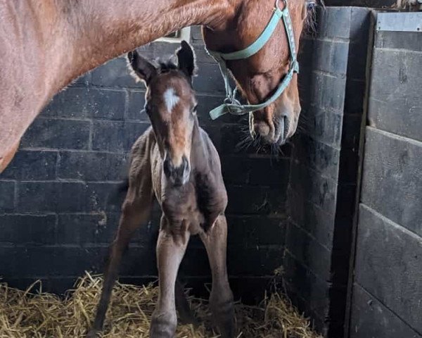 Springpferd Kleine Luzie (Trakehner, 2023, von Kros)