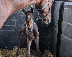 jumper Kleine Luzie (Trakehner, 2023, from TSF Kros)