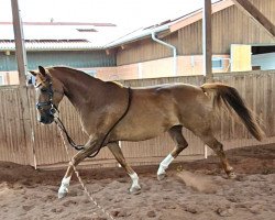 broodmare Lani (Hanoverian, 2015, from Livaldon)