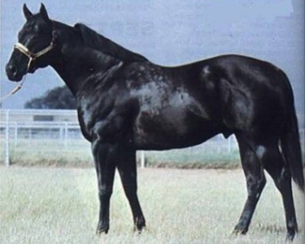 horse Kiptys Charger (Quarter Horse, 1976, from Kiptydoo xx)