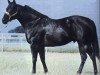 horse Kiptys Charger (Quarter Horse, 1976, from Kiptydoo xx)