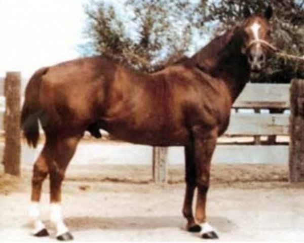 horse Kiptydoo xx (Thoroughbred, 1958, from Anyoldtime xx)