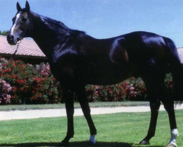 stallion Albert du Berlais AA (Anglo-Arabs, 1985, from Kashtan xx)