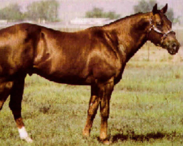 Pferd Plunder Bay (Quarter Horse, 1968, von Armsmear)