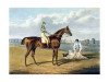 stallion Barefoot xx (Thoroughbred, 1868, from Lord Clifden xx)