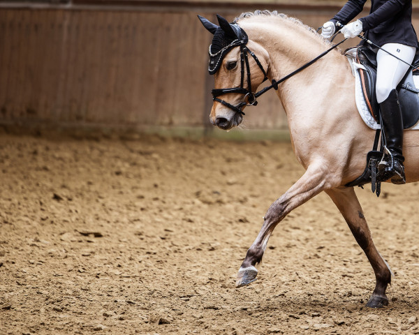 Dressurpferd Golden Barbie P (Deutsches Reitpony, 2014, von Dimension AT NRW)