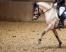 dressage horse Golden Barbie P (German Riding Pony, 2014, from Dimension AT NRW)