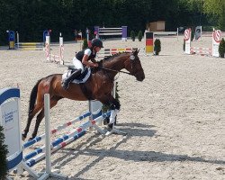 jumper Szeplak Csillag (Hungarian Warmblood, 2005)