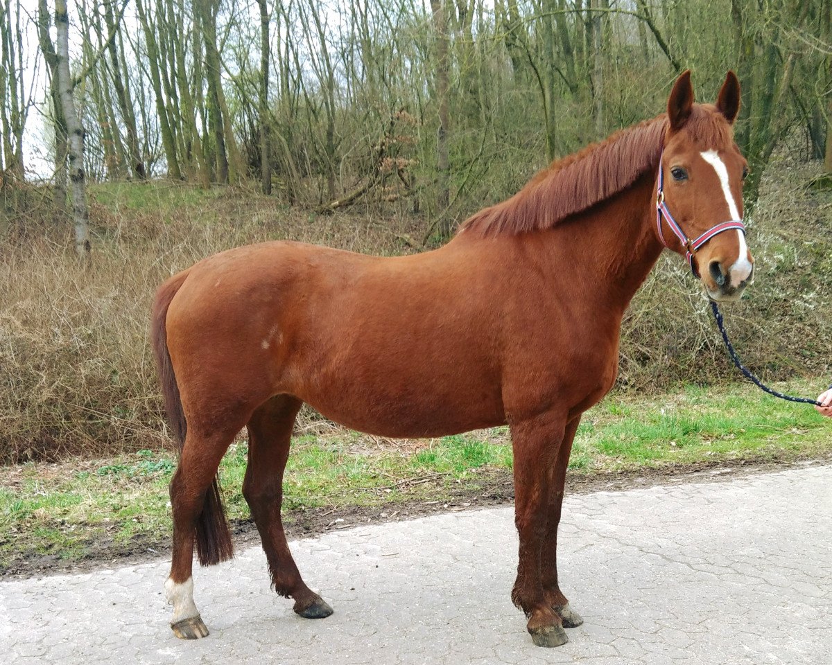 broodmare Chalet K 2 (Westphalian,  , from Carte d'Or)