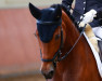 dressage horse Jolita Vom Breuberg (Pony without race description, 2008)