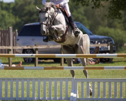 jumper Carrickview Apollo (Irish Sport Horse, 2017, from Emerald van 't Ruytershof)