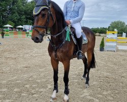 jumper Carabas 9 (German Sport Horse, 2010, from Callado 2)