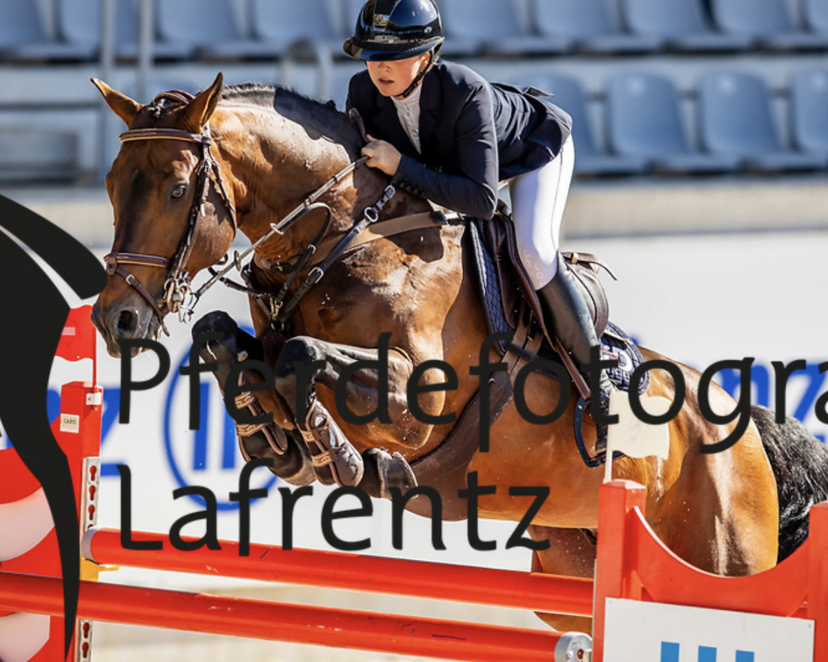 stallion Tip Top One (Selle Français, 2007, from Toulon)