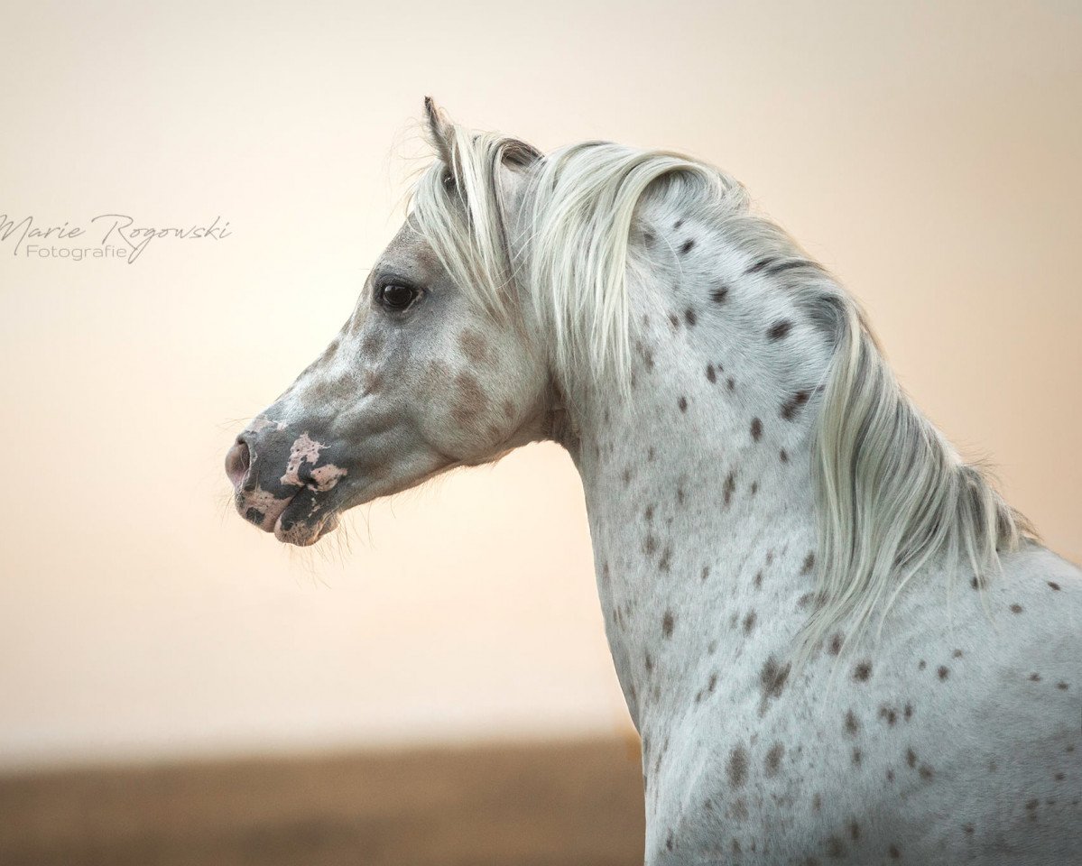 stallion In de Ban van Pjotr (Nederlands Appaloosa Pony, 2005, from Pepper)