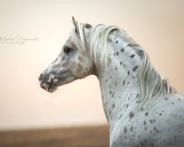 stallion In de Ban van Pjotr (Nederlands Appaloosa Pony,  )