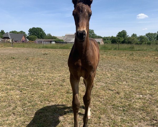 Springpferd Stute von Larimar / C-Hardwell (Holsteiner, 2023, von Larimar)