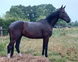 dressage horse Eumel (Hanoverian, 2018, from Emilio)