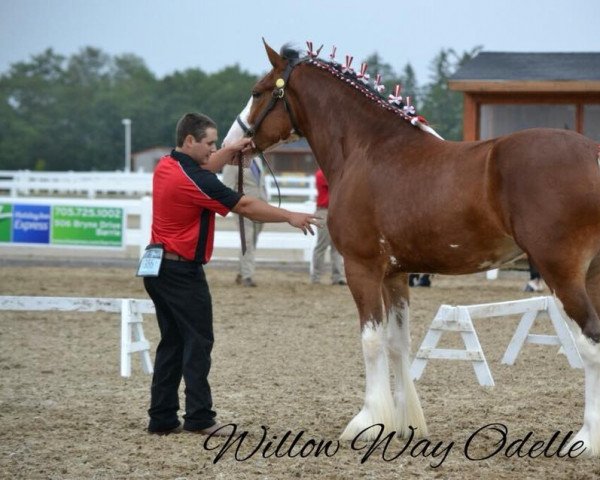 broodmare Willow Way Odele (Clydesdale, 2014, from Willow Way Ideal)