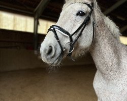 dressage horse Cimtstern 2 (Holsteiner, 2014, from Contano)