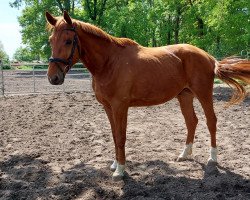 dressage horse Finn (Hanoverian, 2017, from Finnigan)