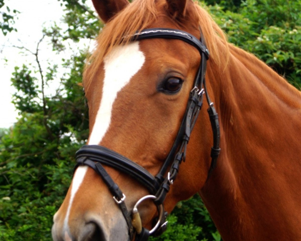 Dressurpferd Salomon 102 (Deutsches Sportpferd, 2016, von Santo Domingo)