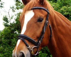 dressage horse Salomon 102 (German Sport Horse, 2016, from Santo Domingo)