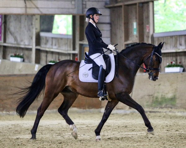 dressage horse San Albert (Hanoverian, 2016, from San Amour I)