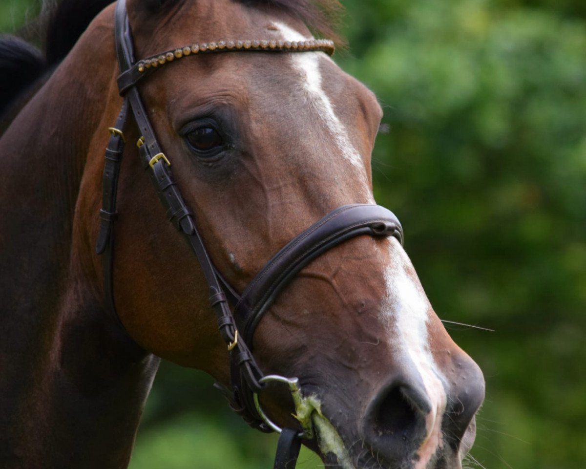 Zuchtstute Carlotta I (Holsteiner, 2010, von Cassini I)