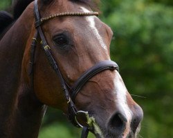 broodmare Carlotta I (Holsteiner, 2010, from Cassini I)