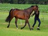 broodmare Curly Sue 186 (Hanoverian, 2010, from Convoi)