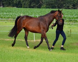 broodmare Curly Sue 186 (Hanoverian, 2010, from Convoi)