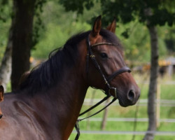 broodmare Chenoa 12 (Holsteiner, 2016, from Chippendale 11)