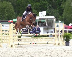 dressage horse Hidalgo del Haskar AA AA (Anglo-Arabs, 2018, from Haskar del Chapulin AA)