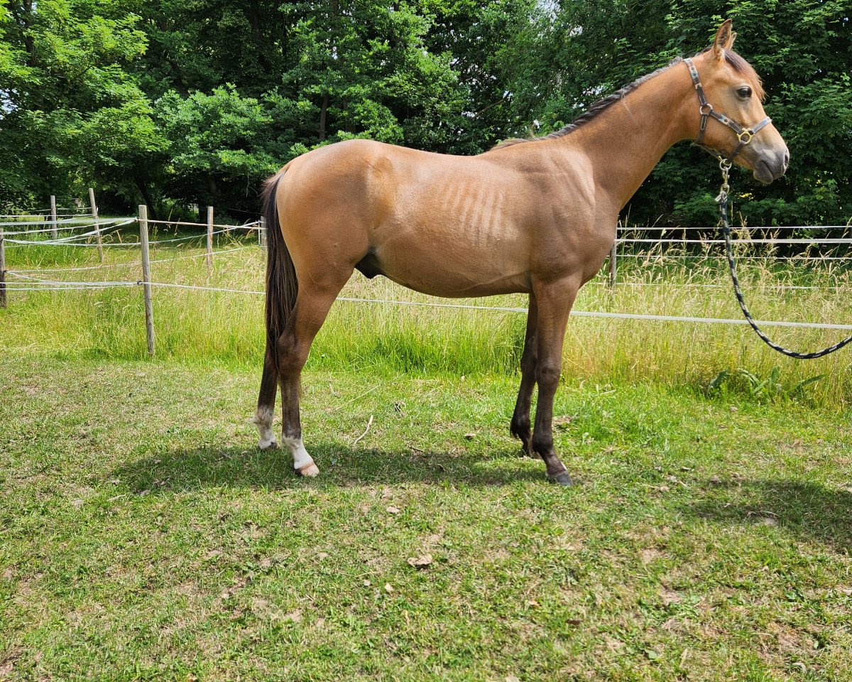 jumper Docslands Gravity (German Riding Pony, 2022, from Grando)