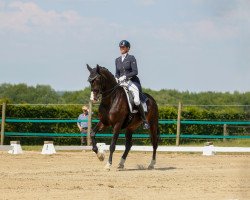 dressage horse Black Pearl V (Rhinelander, 2012, from Bretton Woods)